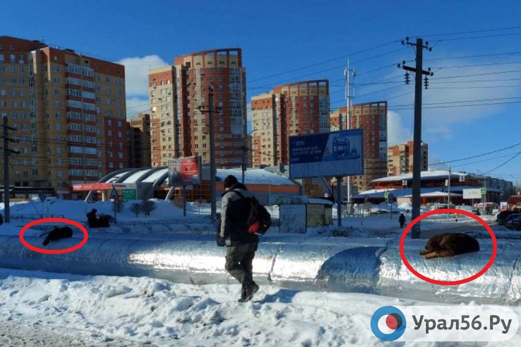 Собаки из стаи с улицы Дорофеева днем спят возле ТРЦ «Новый мир» в Оренбурге 14.02.2022. Фото из архива