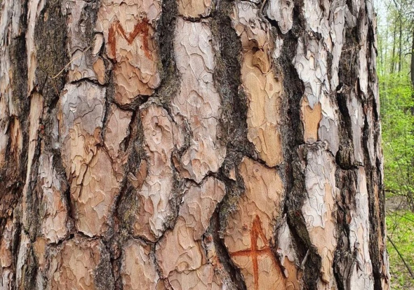 В Бузулукском бору неизвестные вырезали свои инициалы на дереве рядом с Царицей-сосной