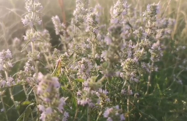 Травы. Источник: Стоп-кадр из видео Заповедников Оренбуржья
