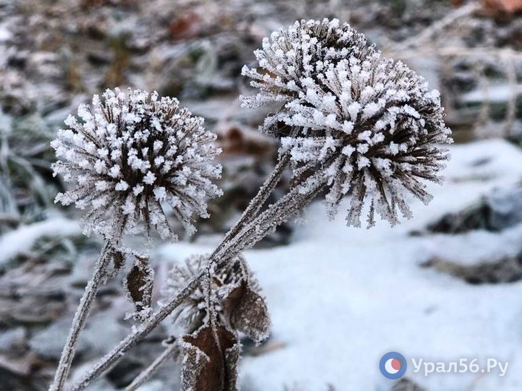 Иней. Фото из архива