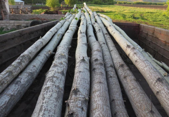 В Бугуруслане возбуждено уголовное дело за незаконную вырубку леса