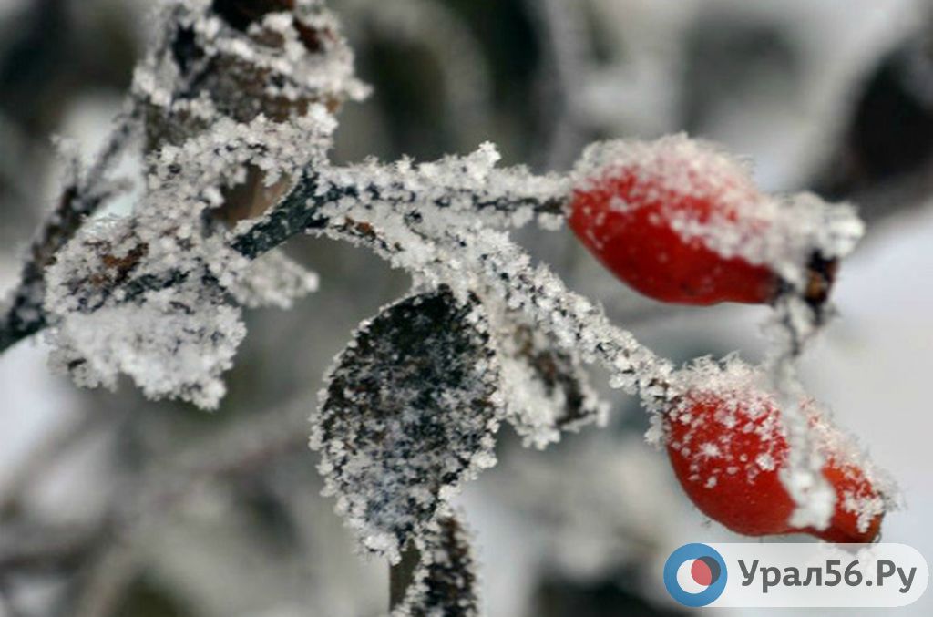 Заморозки. Фото из архива