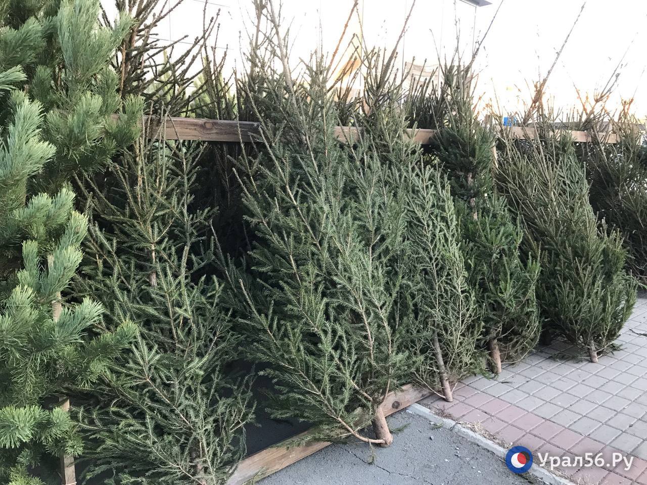 Елки в Орске 