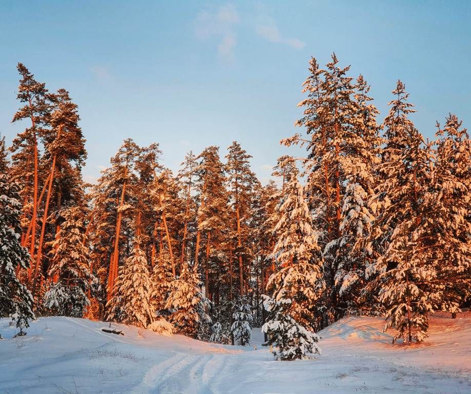 Зима в бору. Фото: ТГК Бузулукский бор