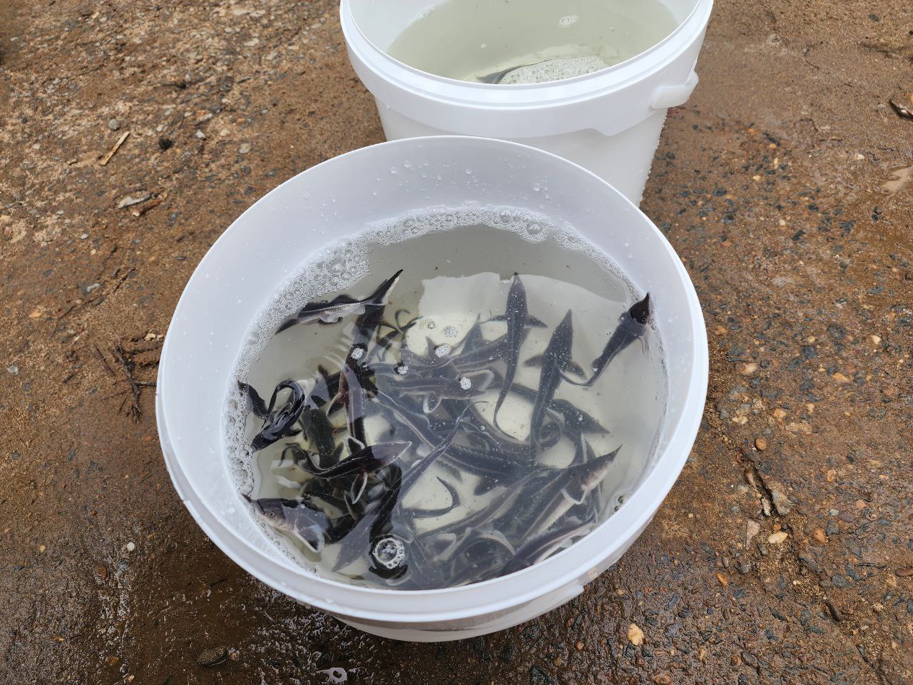 Малек перед выпуском в водоем. фото: правительство региона