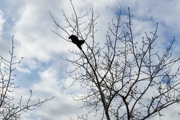 Застрявший на дереве в Оренбурге котенок. 15.10.2022. Фото читателя