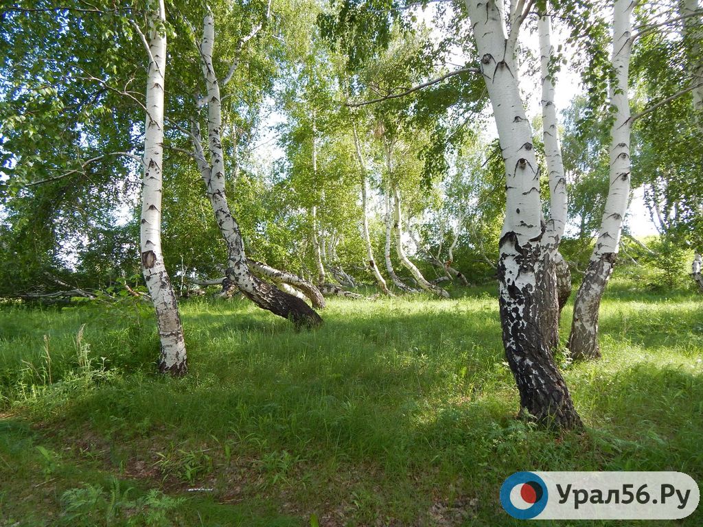 Создается вакцина на основе рекомбинантных технологий