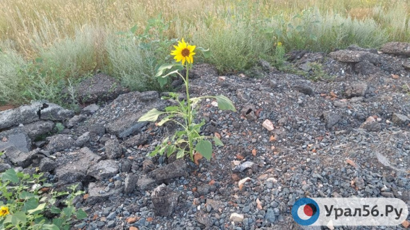 Дело о зеленом асфальте &#128270;: В Оренбурге неизвестные вывезли старый асфальт в поле и бросили там