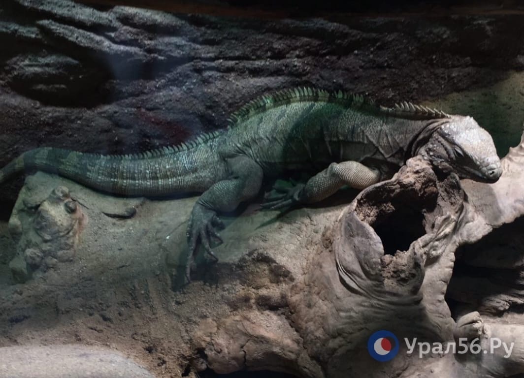 Игуана в пражском зоопарке