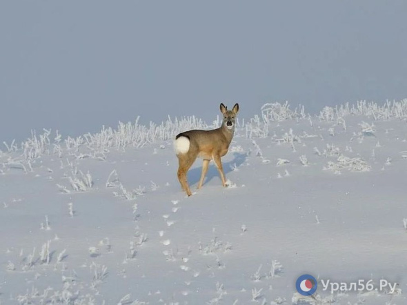 В Оренбургской области благодаря рейдам против незаконной охоты выросло число диких зверей – медведей, оленей, рысей