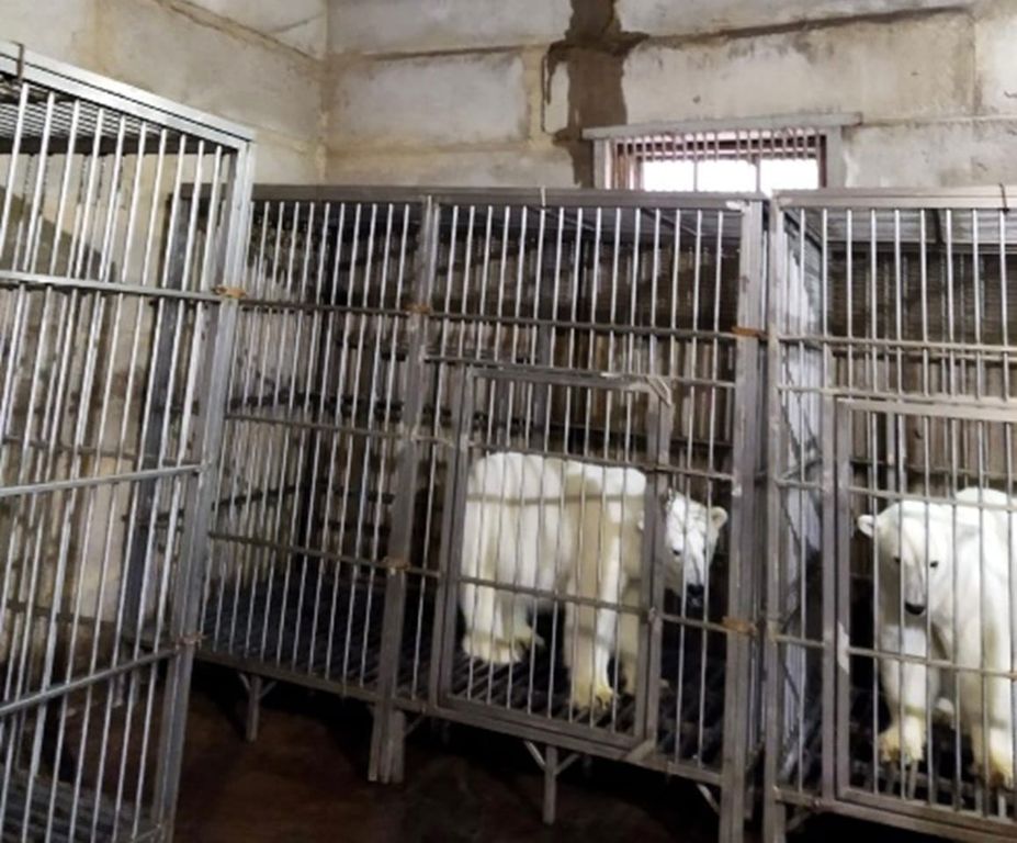 Клетки с белыми медведицами. Фото: Управление Россельхознадзора по Оренбургской области 