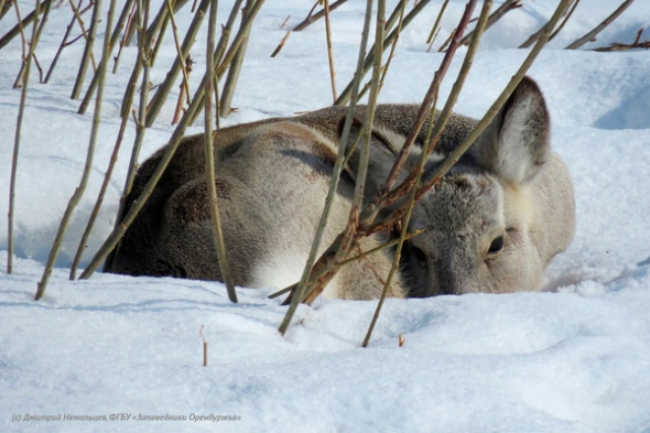«Сильно похудели красавицы»: Зима в Оренбургском заповеднике выдалась сложной для косуль