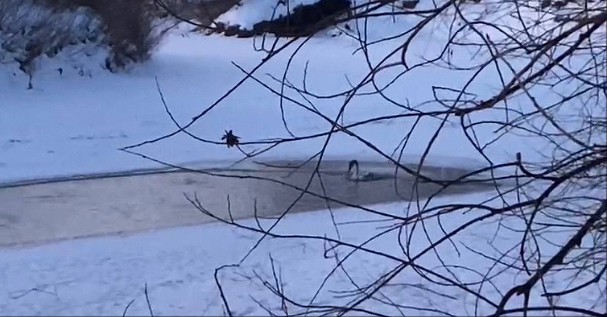 Лебедь не улетел на юг и остался на реке Самара, фото: скрин с видео местных жителей