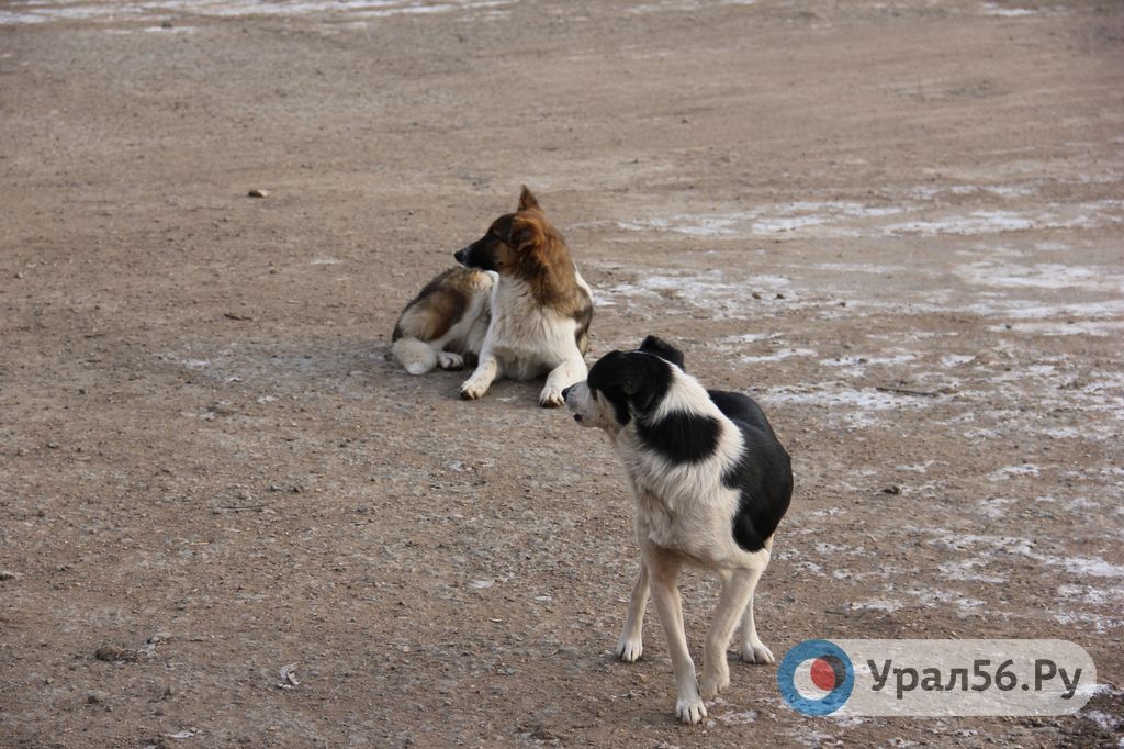 Бродячие собаки в Орске