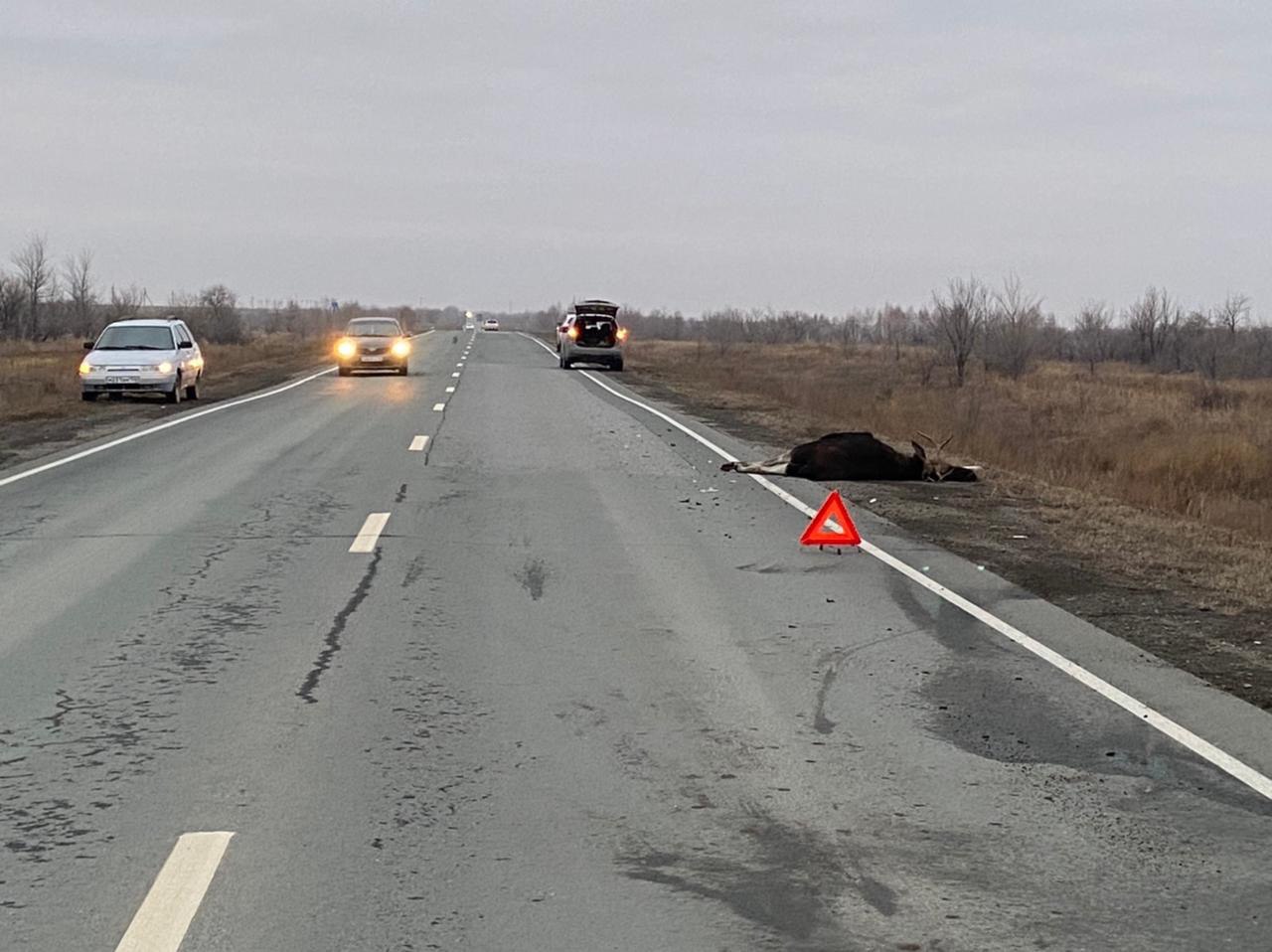 На месте ДТП. Источник: УМВД России по Оренбургской области