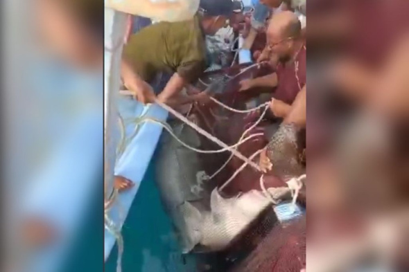 В Хургаде акула насмерть растерзала туриста из России. Позже ее поймали местные жители