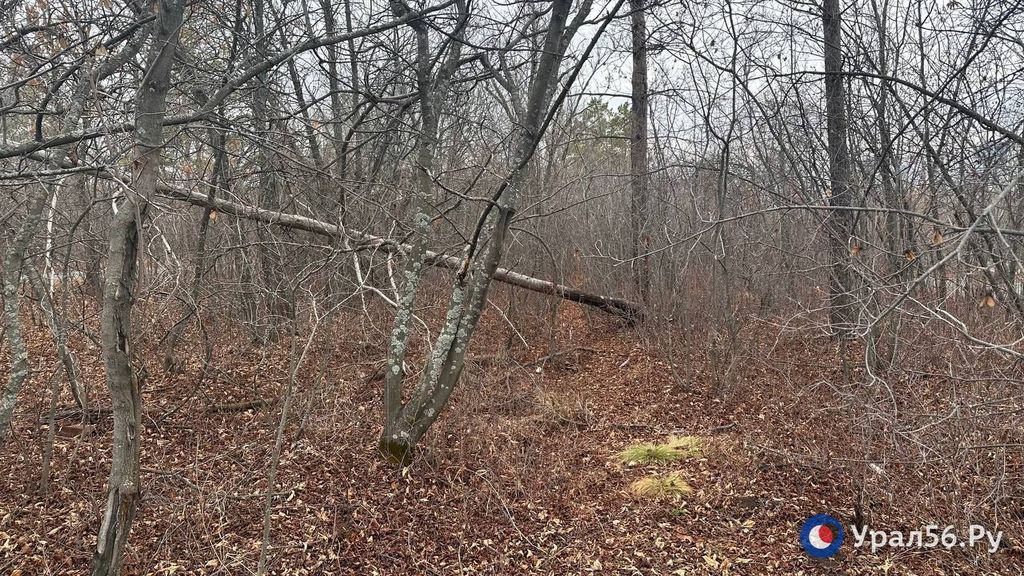 Поваленные деревья в лесопарке