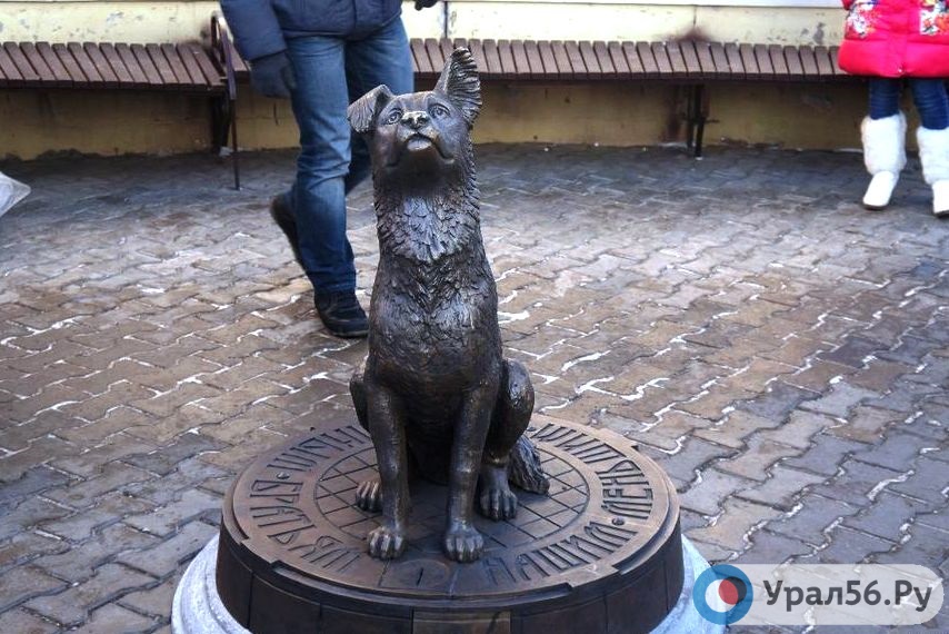 На средства из памятника-копилки, установленного в центре Оренбурга, стерилизовали уже 350 бездомных животных