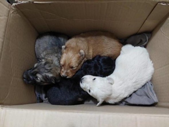 «Постоянно ищут маму»: в приюте Оренбурга кот приютил щенков, которых нашли в мусорном баке (видео)