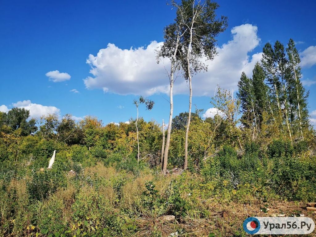 Деревья в Оренбургской области. Фото из архива