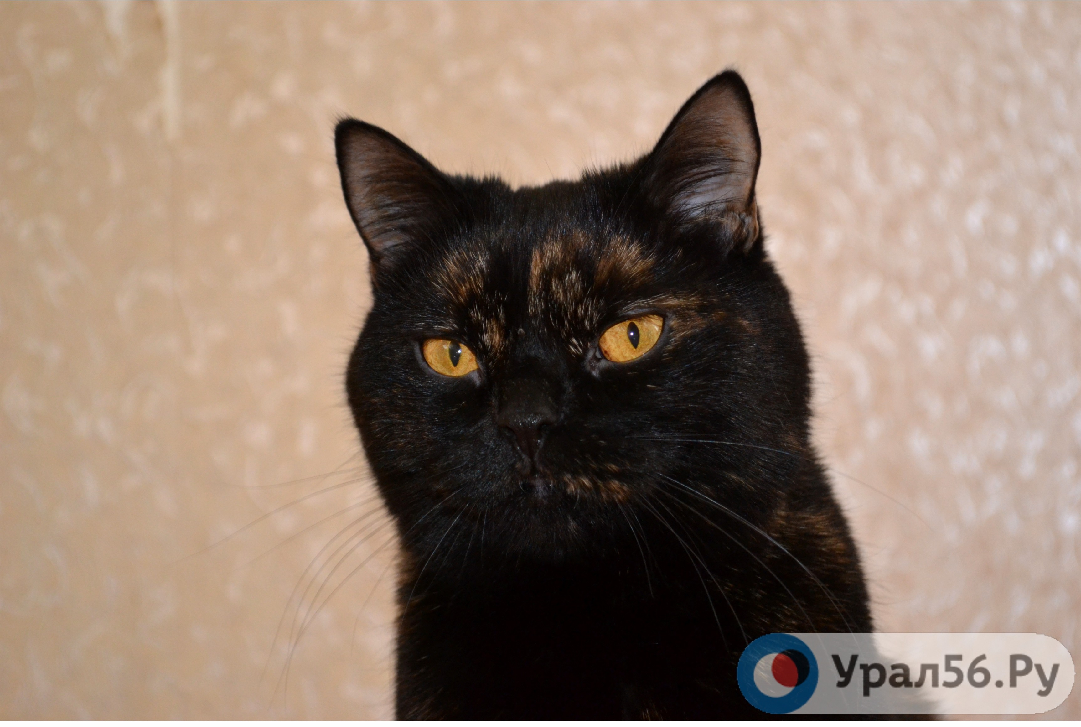 Домашняя кошка в Орске