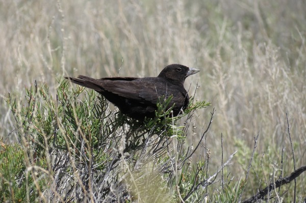 Обитатель заповедника. Источник: ТГ-канал «Заповедники Оренбуржья»