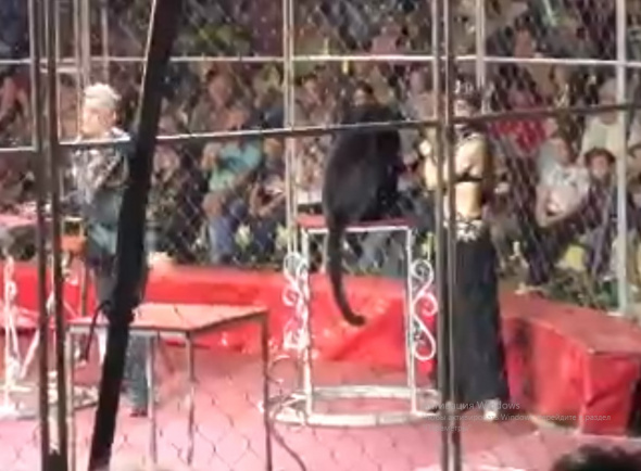 В цирке Бузулука дрессировщица с пантерой чуть не сорвались с высоты (видео)