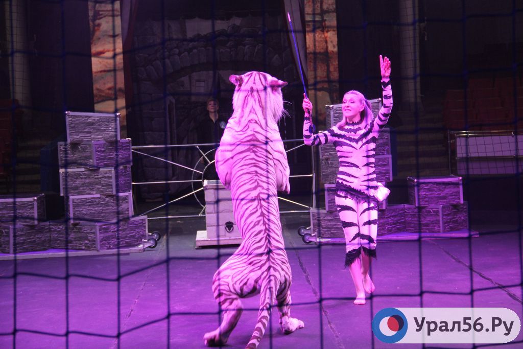 Фрагмент циркового представления. Цирк в Оренбурге, июнь 2022 года