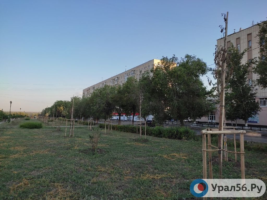 В Оренбурге неприжившиеся деревья подрядчик заменит на новые за счет собственных средств