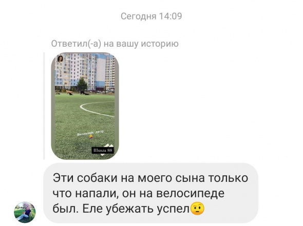 Житель Оренбурга сообщил, что на его сына напали собаки во дворе школы №88 (видео)