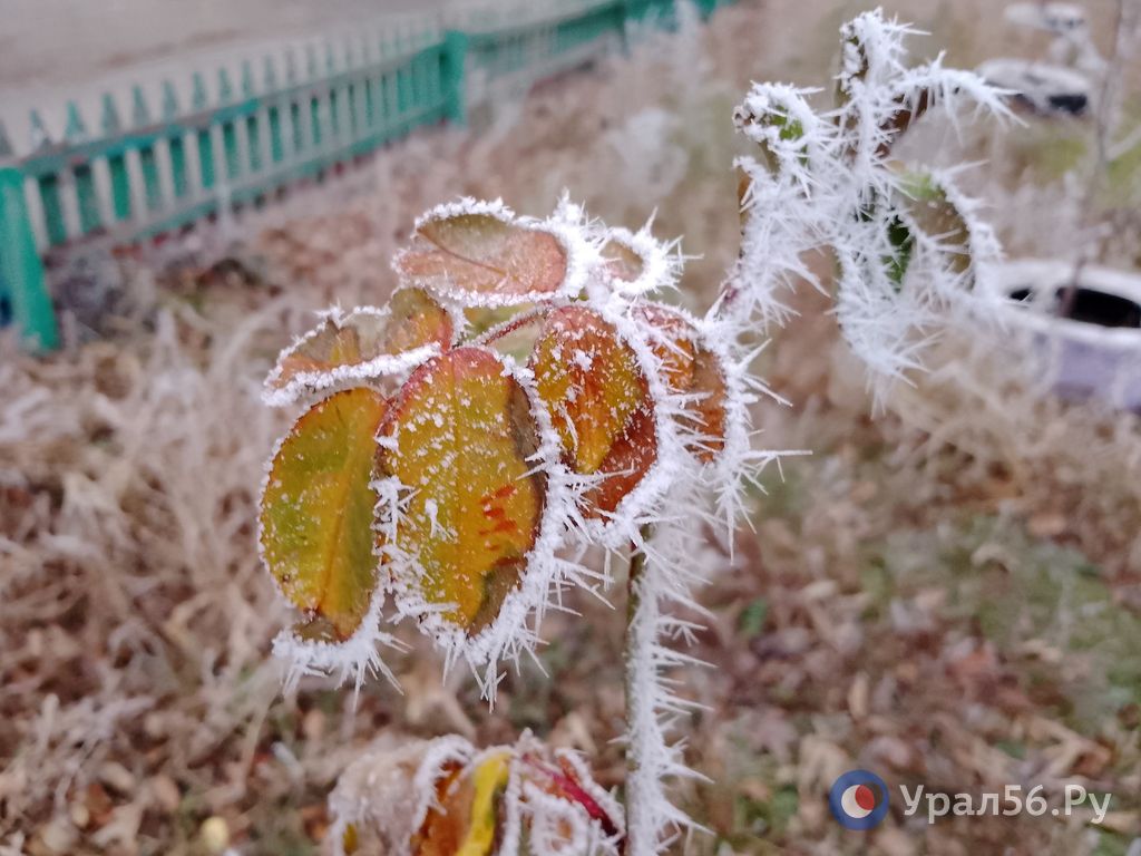 Изморозь в Оренбургской области, 1 декабря 2025 года
