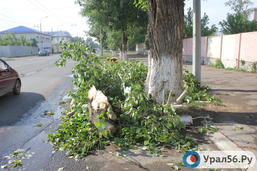 Сломанное дерево на улице Цвиллинга
