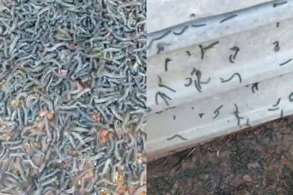 Восток Оренбургской области атаковали полчища гусениц. Насекомые поедают урожай (видео)