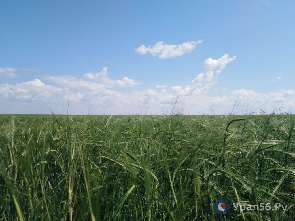 В выходные дни в Оренбургской области будет до +30°С, но прогнозируются ливни и град
