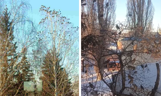 Свиристели. Фото: Бузулукский бор