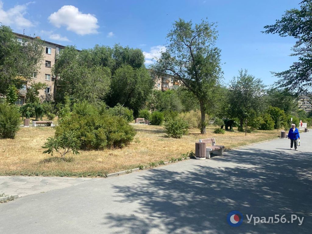 Пожелтевшие газоны. Новотроицк, 24.06.2025