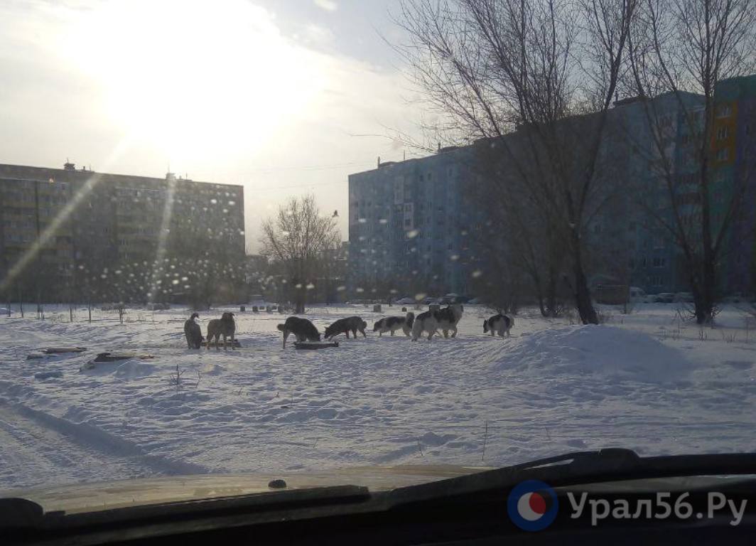 Стая собак в Орске 