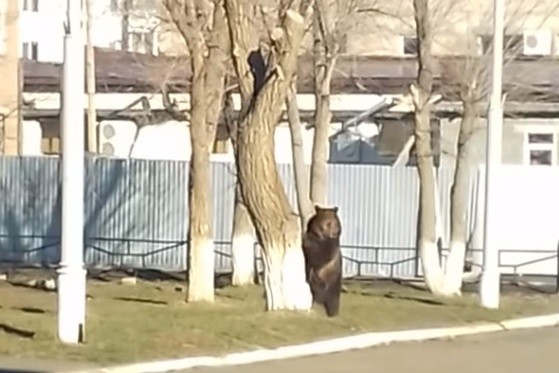 Медведь взбирается на дерево в Гае, фото: стоп-кадр из видео