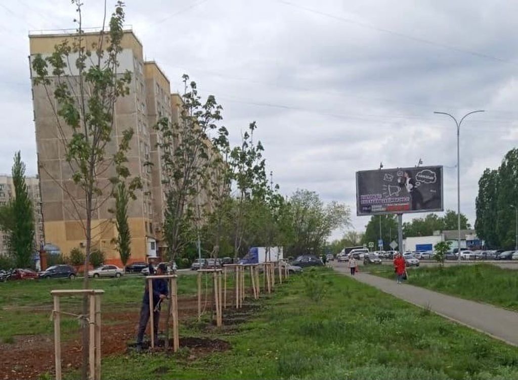 Замена саженцев. Фото: администрация Оренбурга