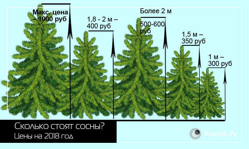 Сколько в Оренбурге и Орске стоят новогодние сосны?