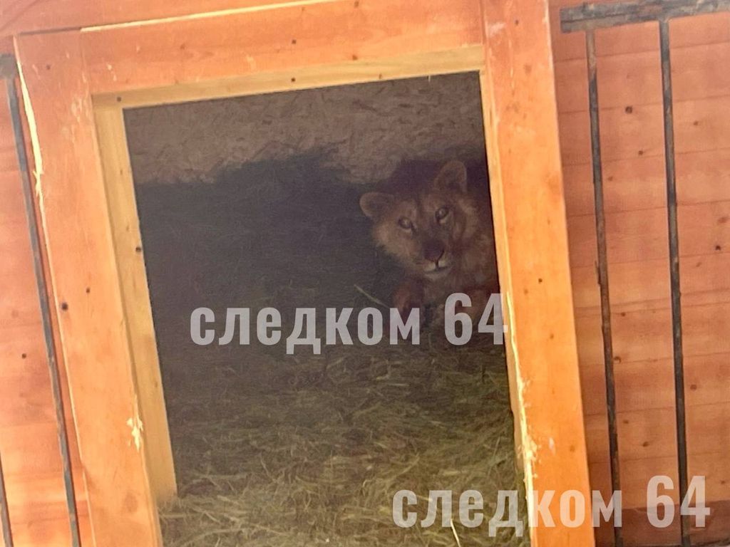 Лев, покусавший ребенка. Фото: СУ СК РФ по Саратовской области