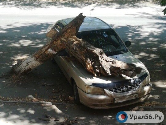 Ствол сухого дерева упал на припаркованный автомобиль в центре Орска
