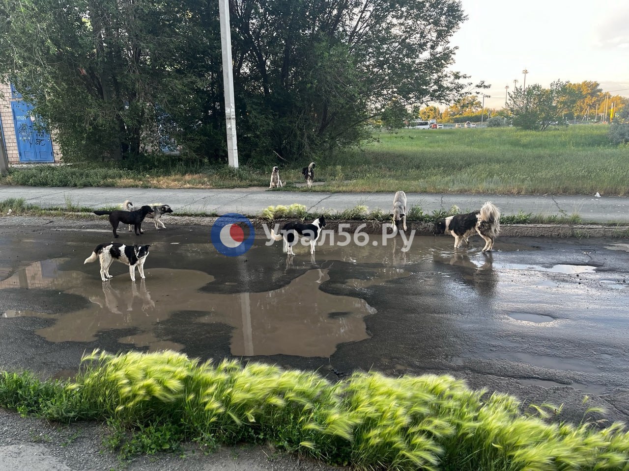 Стая бездомных собак в Северном районе Орска