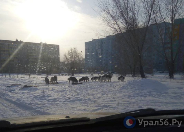 Жители Орска боятся большой стаи собак, обитающей в районе улицы Пацаева
