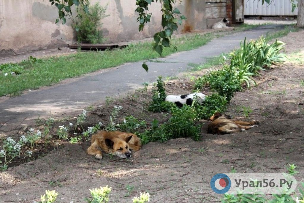 Бездомные собаки в Орске