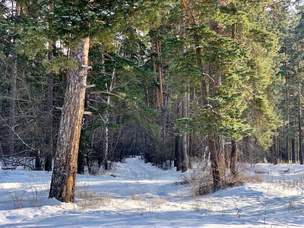 Зима в Бузлукском бору. Фото нацпарка