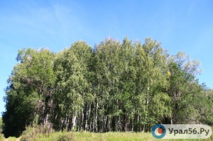 В лесах Оренбурга запретят вырубку деревьев и свалку мусора 