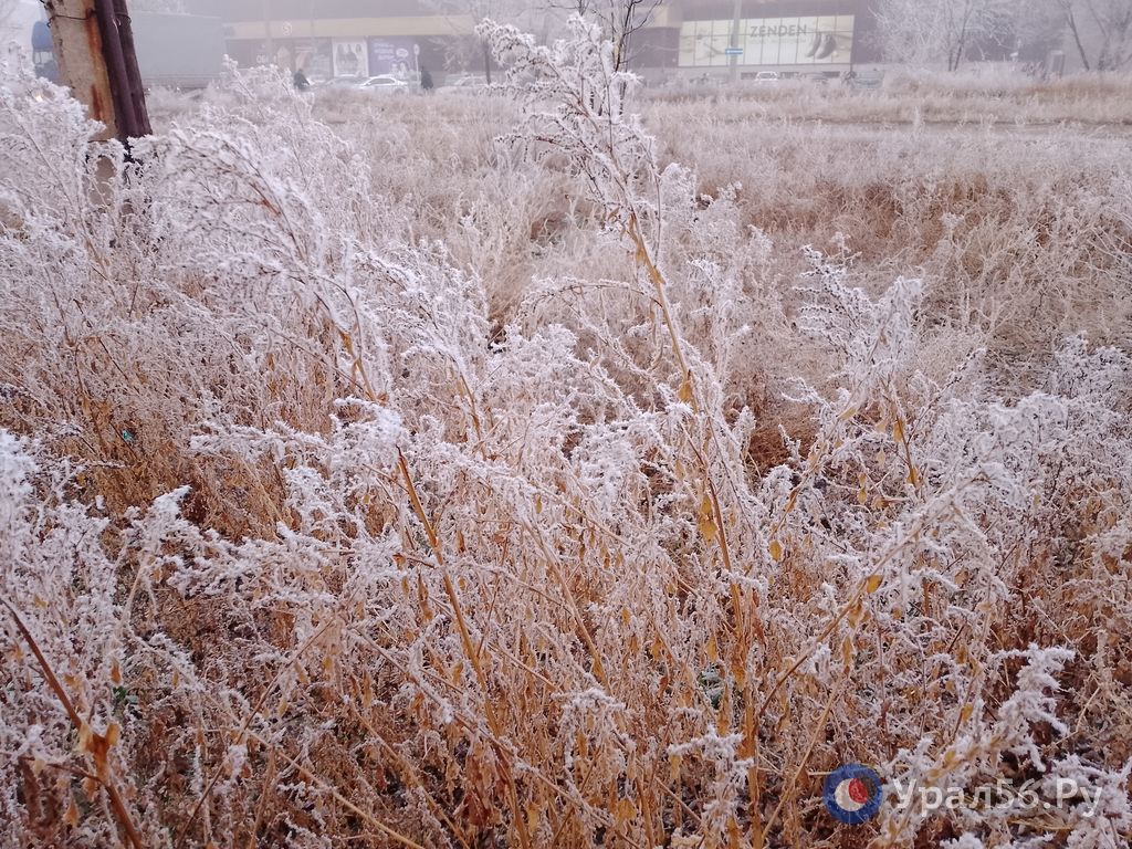Изморозь на траве в первый день календарной зимы