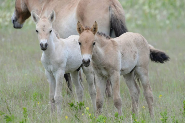 «Заповедники Оренбуржья» опубликовали трогательные снимки жеребят лошадей Пржевальского 2023 года