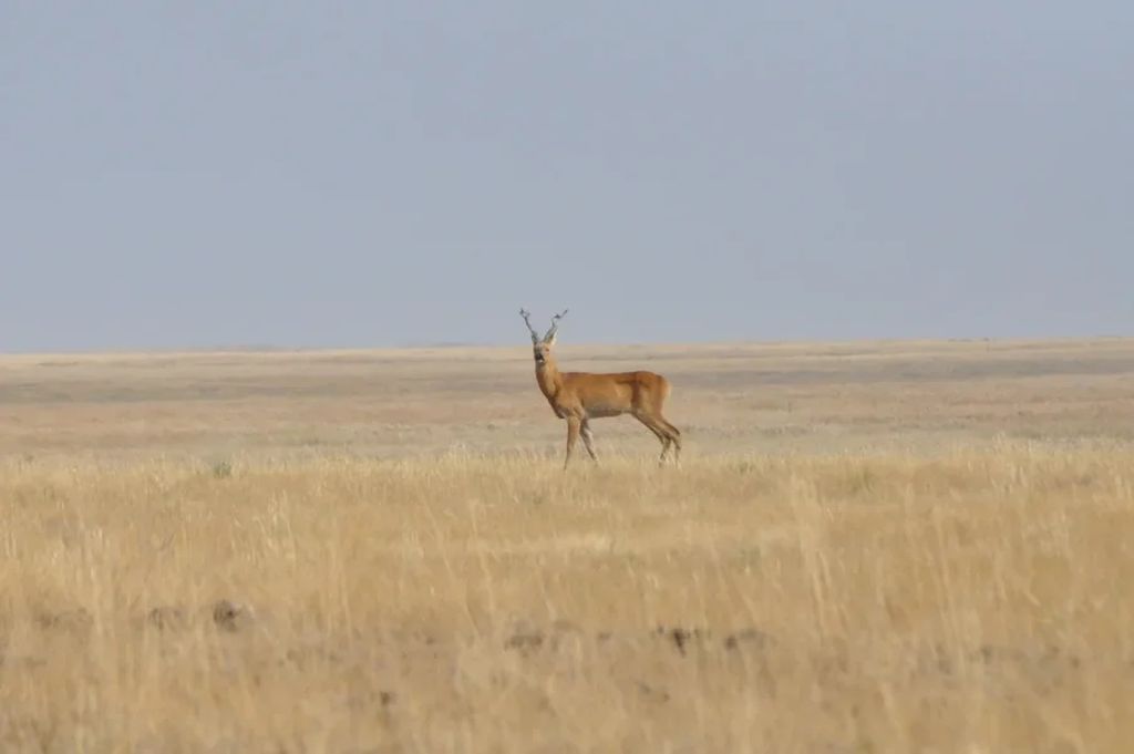 Косуля в Светлинском биозаказнике, фото пресс-службы заповедника
